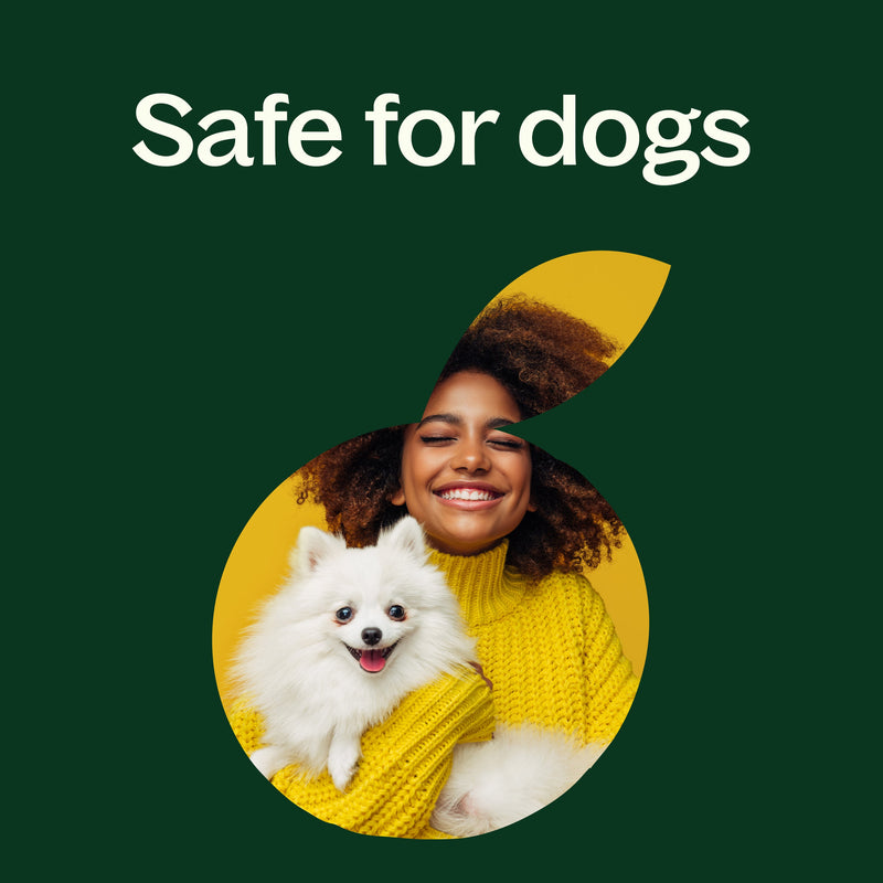 Plant Therapy Niaouli 1,8-Cineole Essential Oil Essential Oil