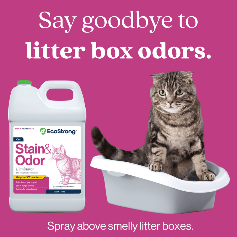 EcoStrong Cat Stain and Odor Eliminator Pet & Animal > Cat Stain & Odor