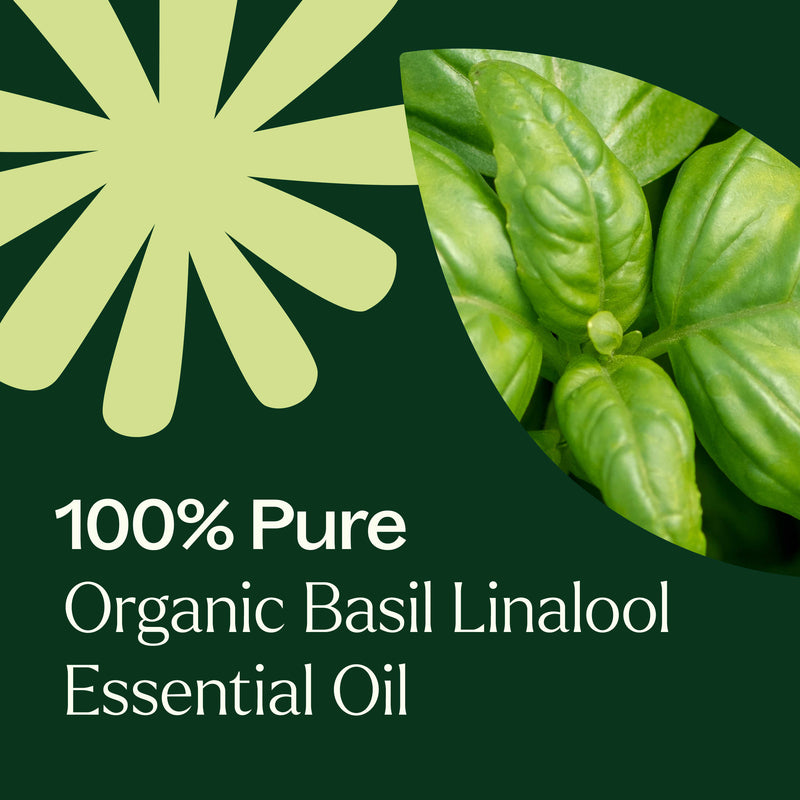 Plant Therapy Organic Basil Linalool Essential Oil Essential Oil