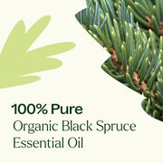Plant Therapy Organic Black Spruce Essential Oil Essential Oil