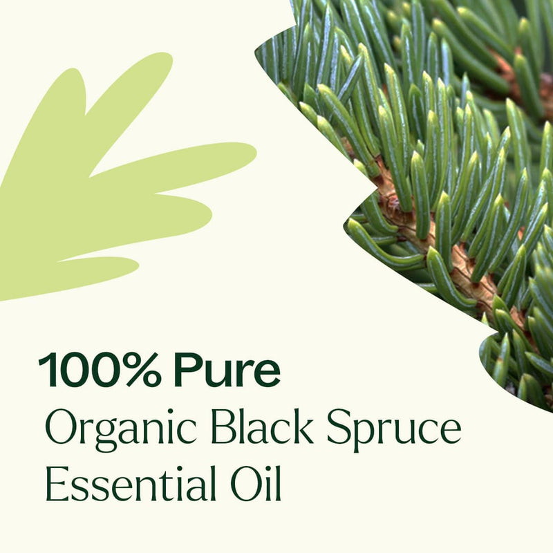 Plant Therapy Organic Black Spruce Essential Oil Essential Oil