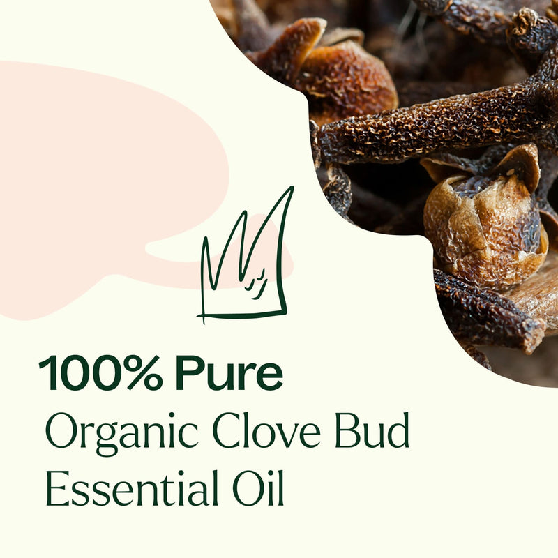 Plant Therapy Organic Clove Bud Essential Oil Essential Oil