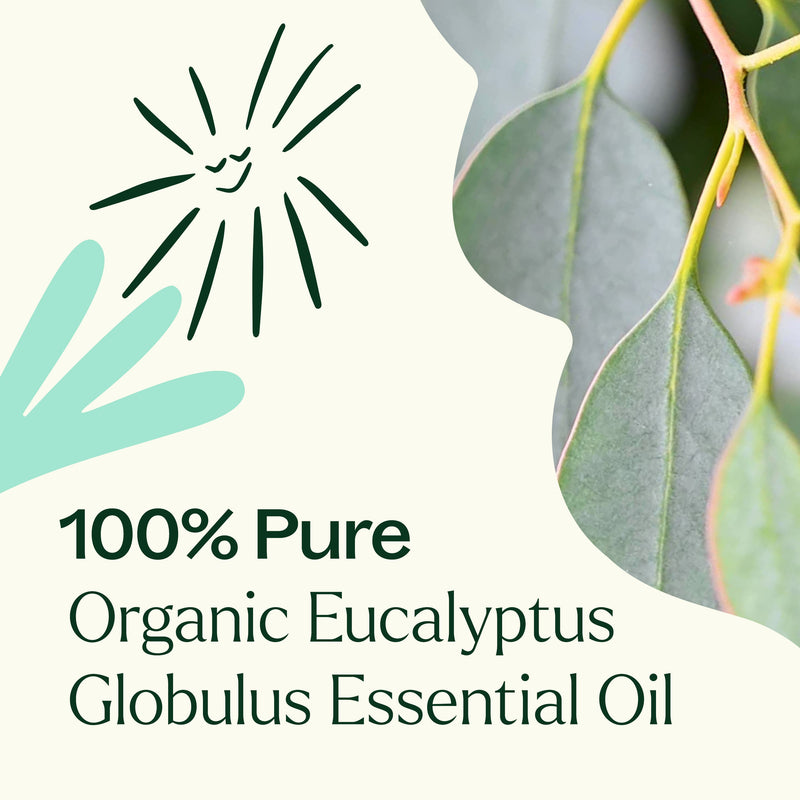 Plant Therapy Organic Eucalyptus Globulus Essential Oil Essential Oil