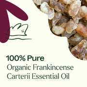 Plant Therapy Organic Frankincense Carterii Essential Oil Essential Oil