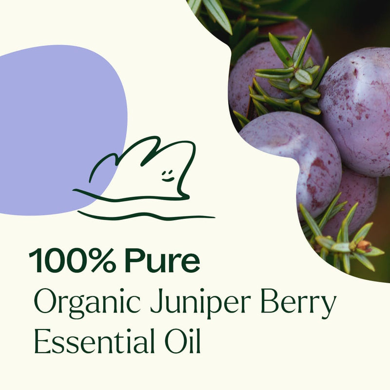 Plant Therapy Organic Juniper Berry Essential Oil Essential Oil
