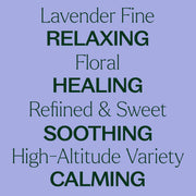 Plant Therapy Organic Lavender Fine Essential Oil Essential Oil