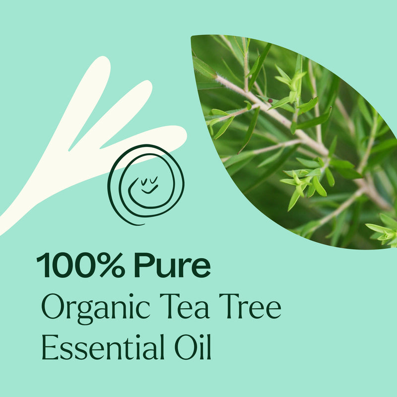 Plant Therapy Organic Tea Tree Essential Oil Essential Oil