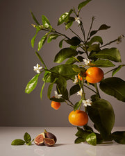 Homecourt Candle Candle Dark Slate Gray Cece,Neroli Leaf,Steeped Rose,Mandarin Basile,Cipres Mint,Cocomoi,Balsam Fireplace