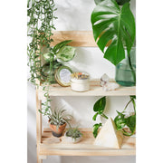 Butter Me Up Organics Peace Candle / Serenity Candle / Intention Candle / Ritual Candle / Crystal Candle / Pretty Candle / Organic Soy Wax Candle / Botanicals Metaphysical