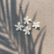 Ua Body | Hawaiian Skincare Pikake Jasmine Diffuser Diffusers Dark Gray