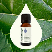 Plant Therapy Ravintsara Essential Oil Essential Oil
