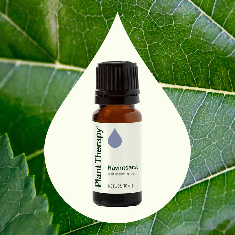 Plant Therapy Ravintsara Essential Oil Essential Oil