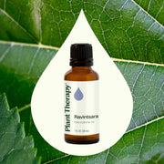 Plant Therapy Ravintsara Essential Oil Essential Oil