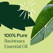 Plant Therapy Ravintsara Essential Oil Essential Oil