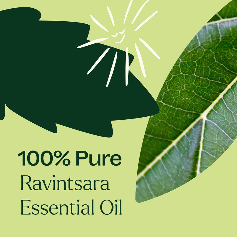 Plant Therapy Ravintsara Essential Oil Essential Oil