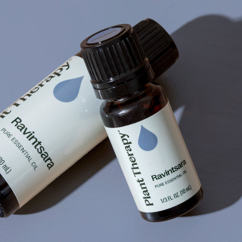 Plant Therapy Ravintsara Essential Oil Essential Oil Dark Slate Gray 10 mL,30 mL