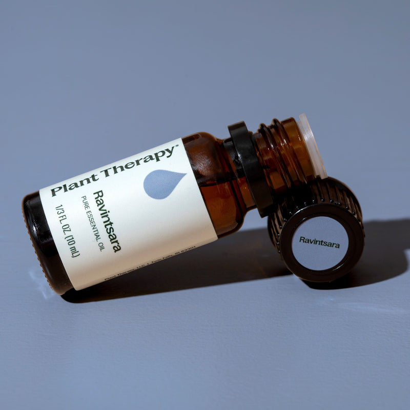 Plant Therapy Ravintsara Essential Oil Essential Oil