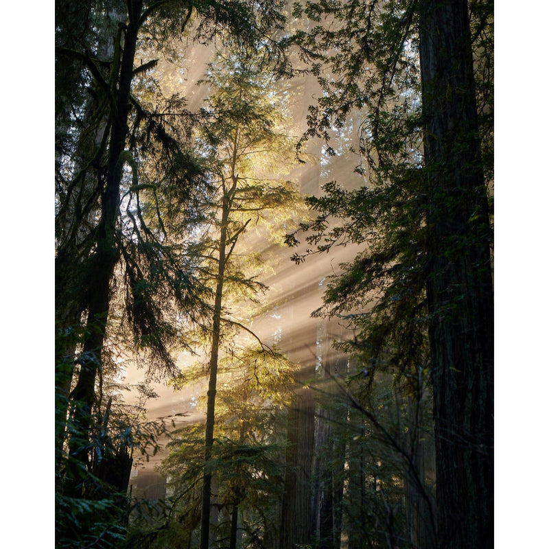 Juniper Ridge Redwood Mist Essential Oil Candle Candles