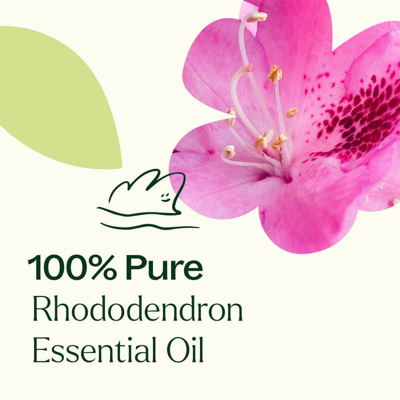 Plant Therapy Rhododendron Essential Oil Essential Oil