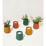 Modern Sprout Rooted Candles Candle