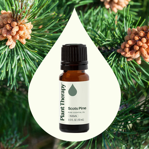 Plant Therapy Scots Pine Essential Oil Essential Oil