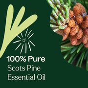 Plant Therapy Scots Pine Essential Oil Essential Oil