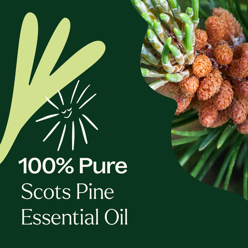 Plant Therapy Scots Pine Essential Oil Essential Oil