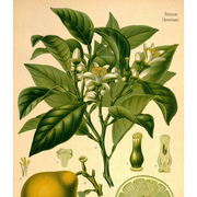 Heliotrope San Francisco Essential Oil - Bergamot Essential Oil