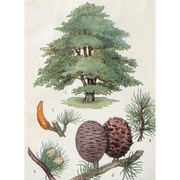 Heliotrope San Francisco Essential Oil - Cedar Essential Oil