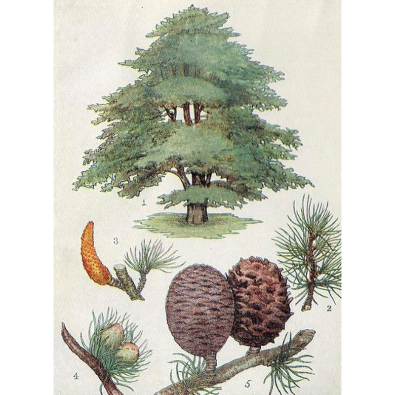 Heliotrope San Francisco Essential Oil - Cedar Essential Oil