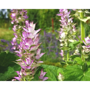 Heliotrope San Francisco Essential Oil - Clary Sage Essential Oil