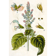 Heliotrope San Francisco Essential Oil - Clary Sage Essential Oil