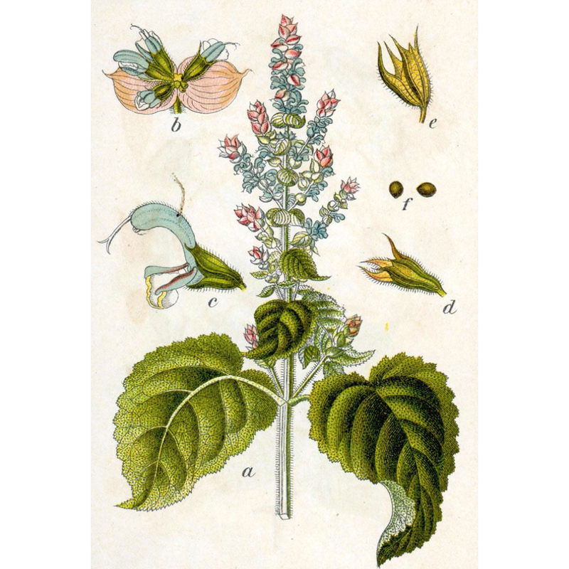 Heliotrope San Francisco Essential Oil - Clary Sage Essential Oil