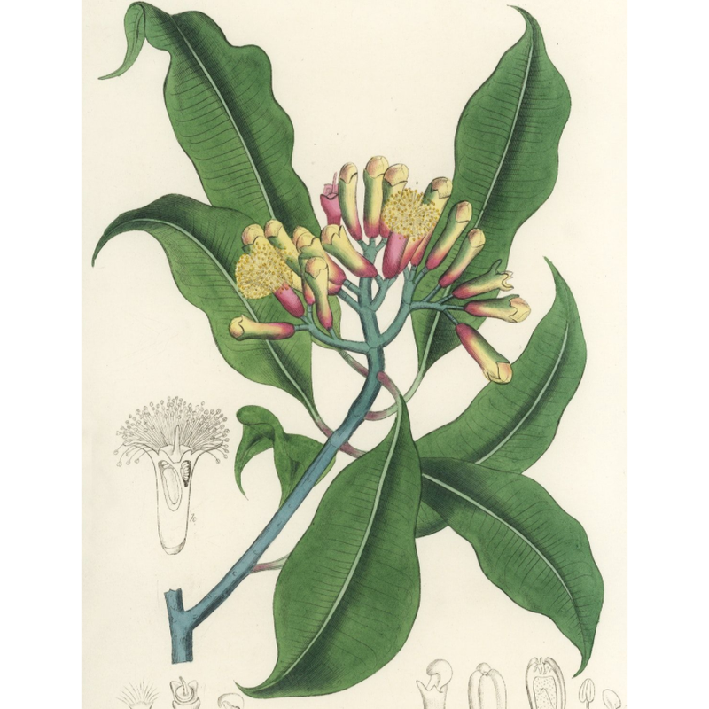 Heliotrope San Francisco Essential Oil - Clove Essential Oil