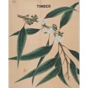 Heliotrope San Francisco Essential Oil - Eucalyptus Essential Oil