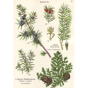 Heliotrope San Francisco Essential Oil - Juniper Essential Oil