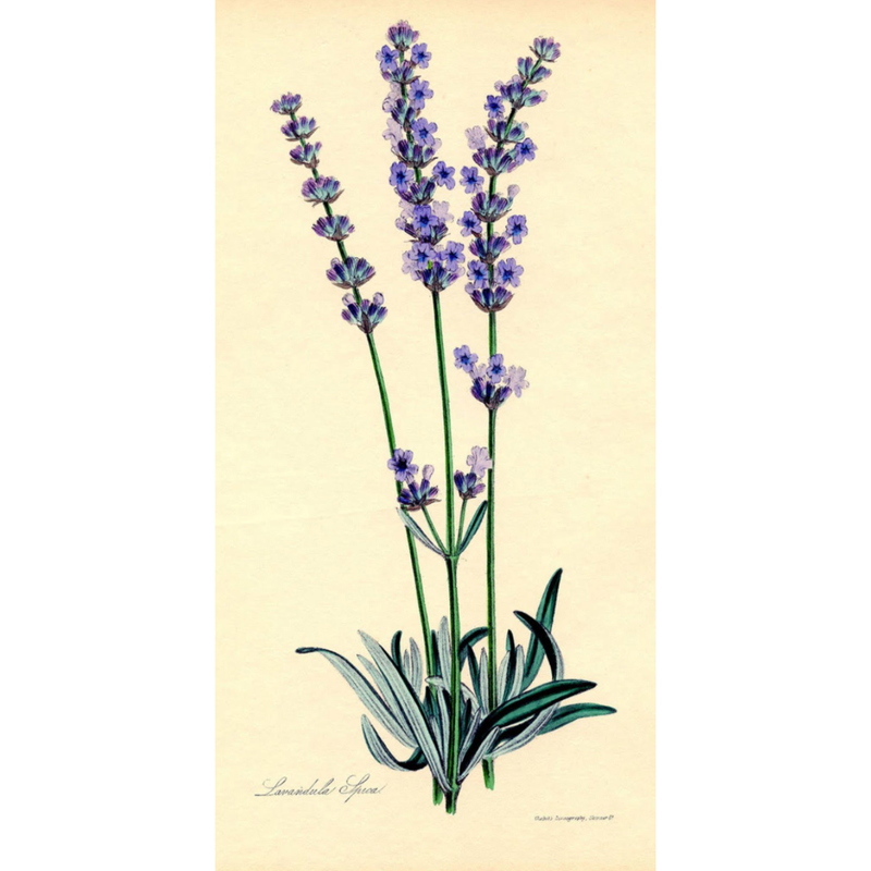 Heliotrope San Francisco Essential Oil - Lavender Essential Oil