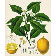 Heliotrope San Francisco Essential Oil - Lemon Essential Oil