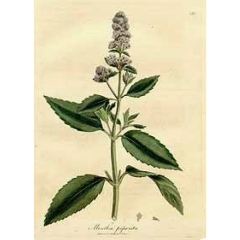 Heliotrope San Francisco Essential Oil - Peppermint Essential Oil