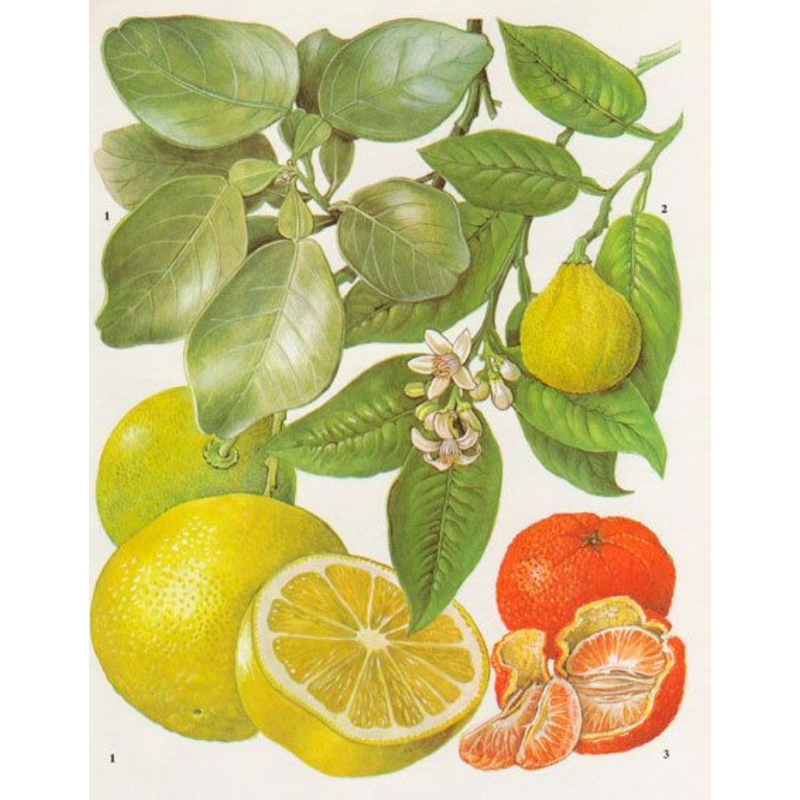 Heliotrope San Francisco Essential Oil - Pink Grapefruit Essential Oil