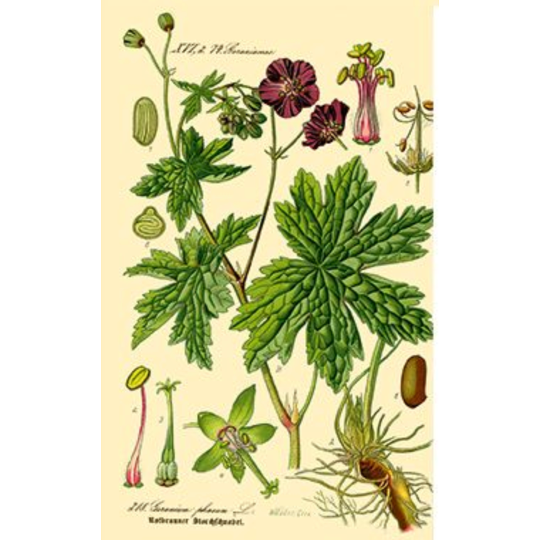 Heliotrope San Francisco Essential Oil - Rose Geranium Essential Oil