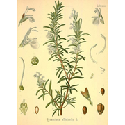 Heliotrope San Francisco Essential Oil - Rosemary Essential Oil