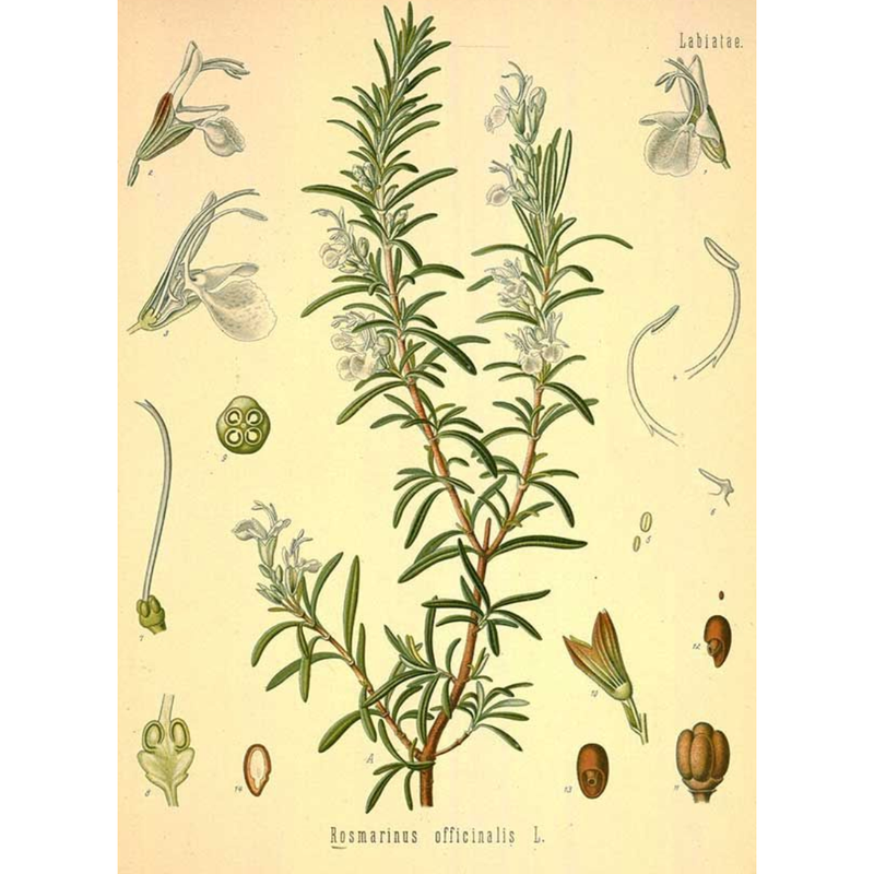 Heliotrope San Francisco Essential Oil - Rosemary Essential Oil