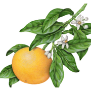 Heliotrope San Francisco Essential Oil - Tangerine Essential Oil