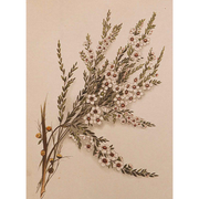 Heliotrope San Francisco Essential Oil - Tea Tree Essential Oil