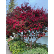 Heliotrope San Francisco Essential Oil - Tea Tree Essential Oil