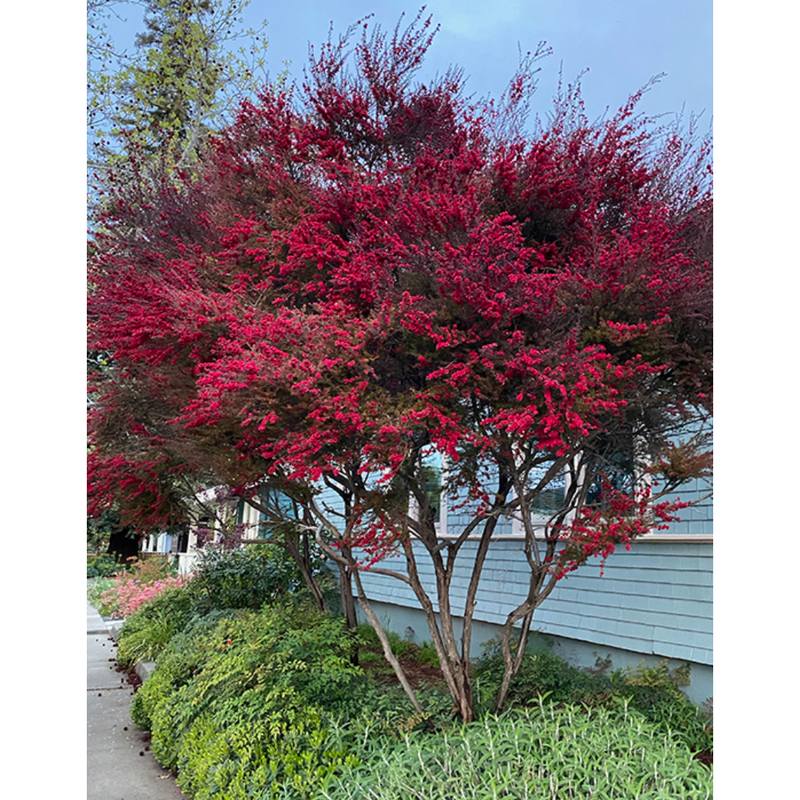 Heliotrope San Francisco Essential Oil - Tea Tree Essential Oil