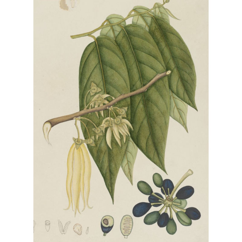 Heliotrope San Francisco Essential Oil Blend Rejuvenating (Rose Ylang Ylang) Essential Oil