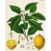 Heliotrope San Francisco Essential Oil Blend Evening (Neroli Lemon) Essential Oil