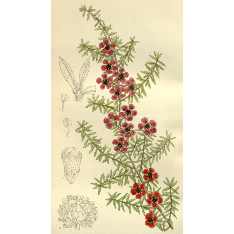 Heliotrope San Francisco Essential Oil Blend Healing (Tea Tree Lavender) Essential Oil